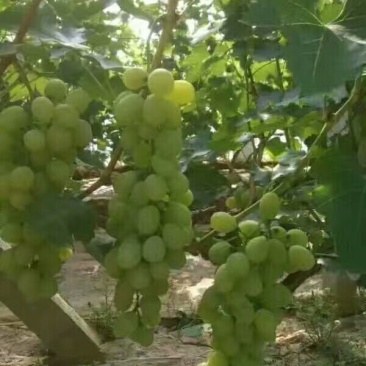 大荔县大棚青提葡萄5月份开始0.6~0.8斤5%以下