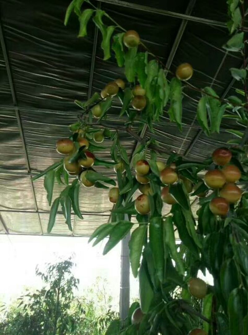 大荔县温棚5月份开始冬枣产地直口