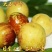 大荔县温棚5月份开始冬枣产地直口