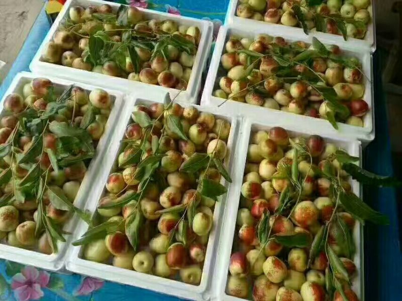 大荔县温棚5月份开始冬枣产地直口