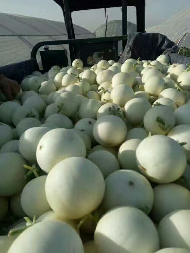 大荔县5月份开始甜瓜1斤以上精品