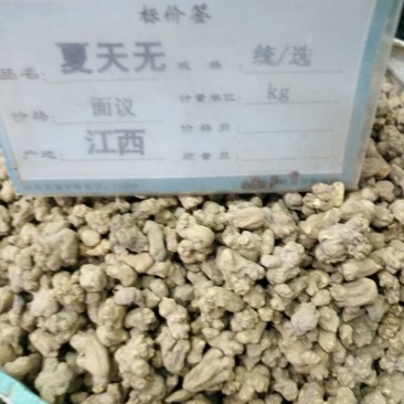 夏天无江西1公斤起批无硫***不包邮正品