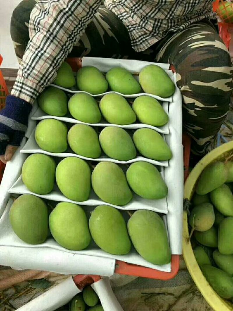 小台芒4两以上