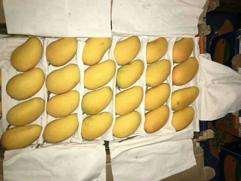 小台芒4两以上