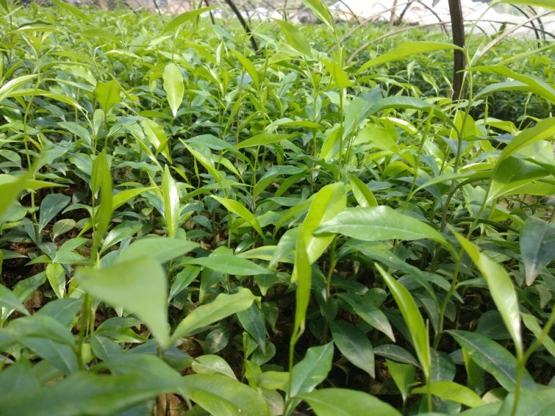 【沉香树苗】土沉香，白木沉香苗，小杯苗，大杯苗