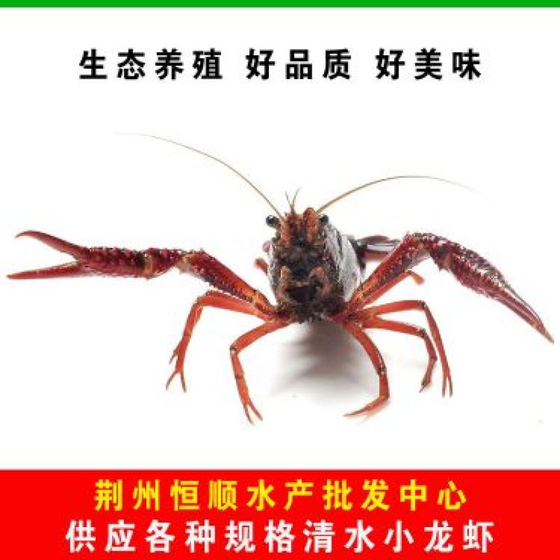 小龙虾小龙虾主养2-4钱（10-20克）活虾