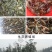 小龙虾小龙虾主养2-4钱（10-20克）活虾