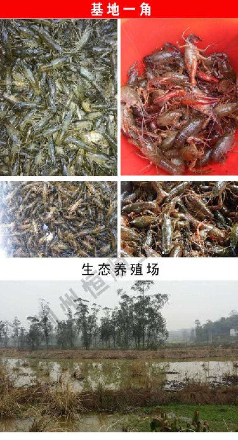 小龙虾小龙虾主养2-4钱（10-20克）活虾