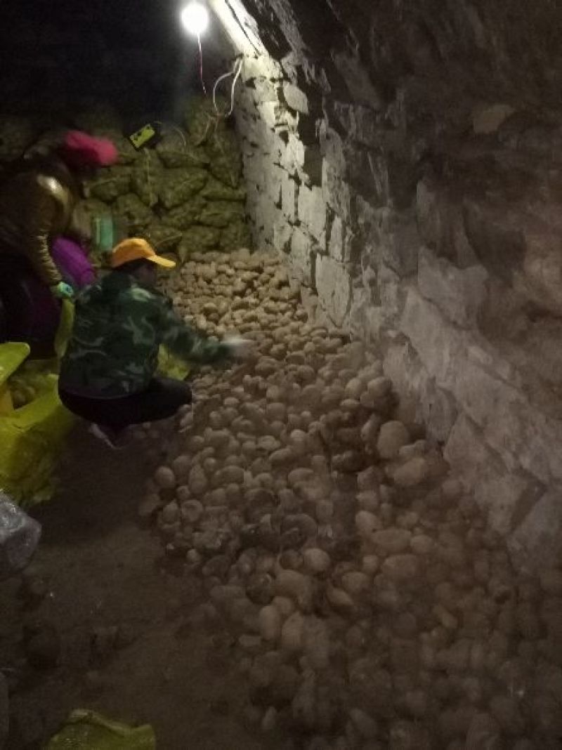 大白花土豆4两以上通货