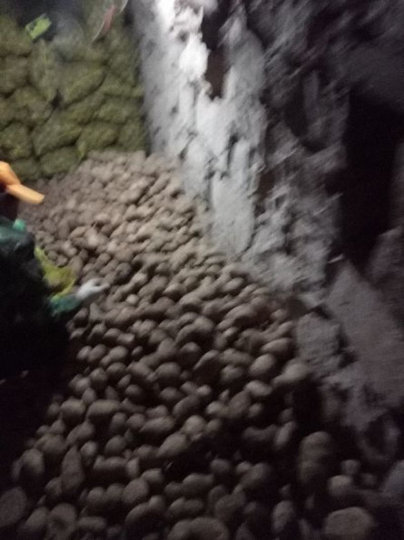 大白花土豆4两以上通货