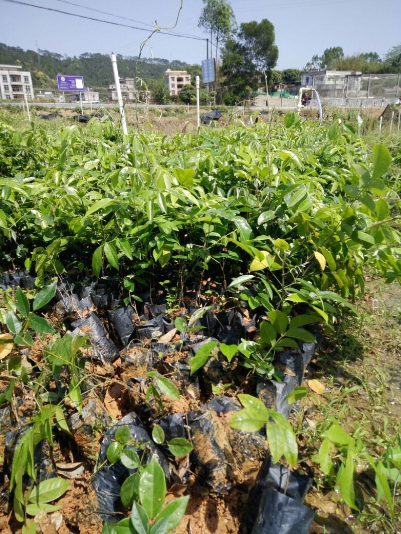 牛大力种苗30~45cm