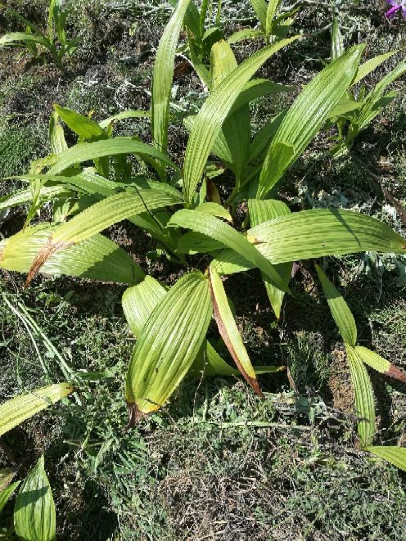 白芨种苗20~30cm