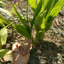 白芨种苗20~30cm