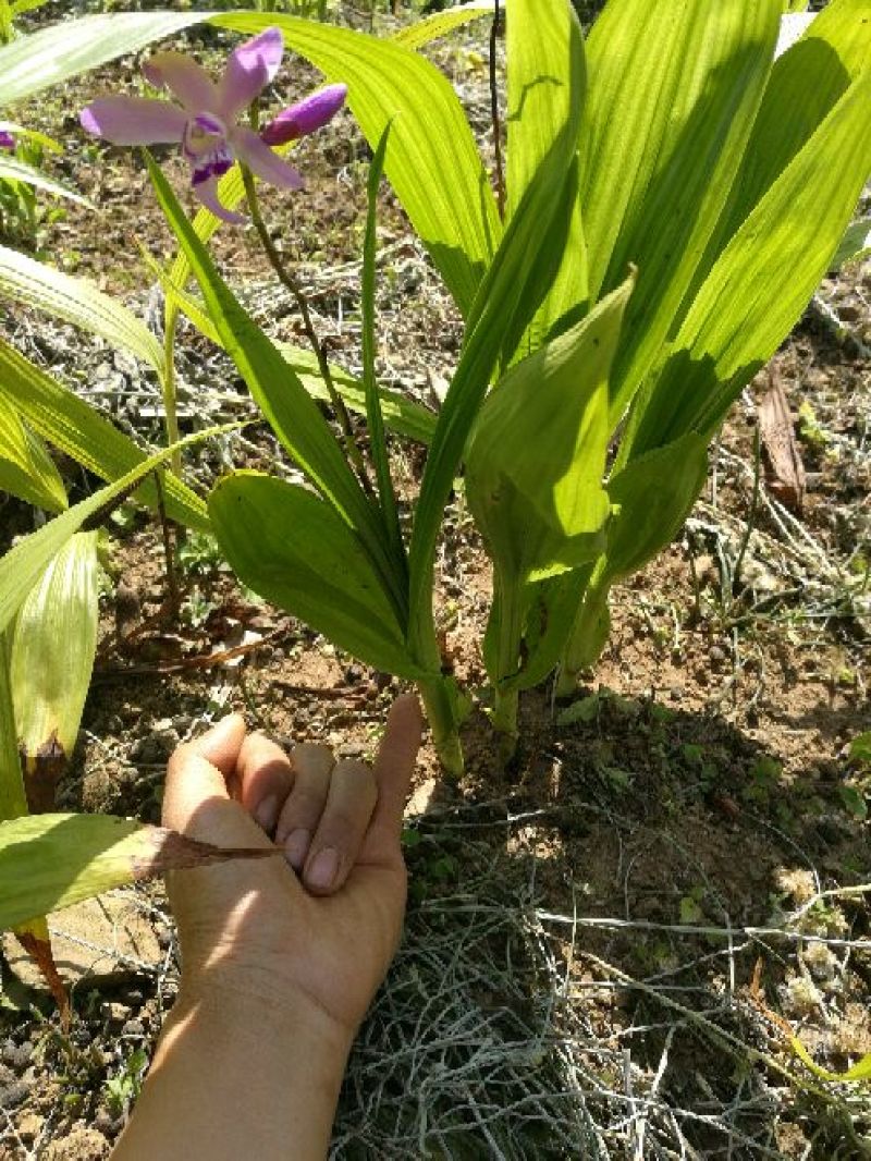 白芨种苗20~30cm