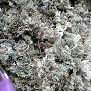 茵陈茶野生二月小苗干货手选够净零售批发一手货源