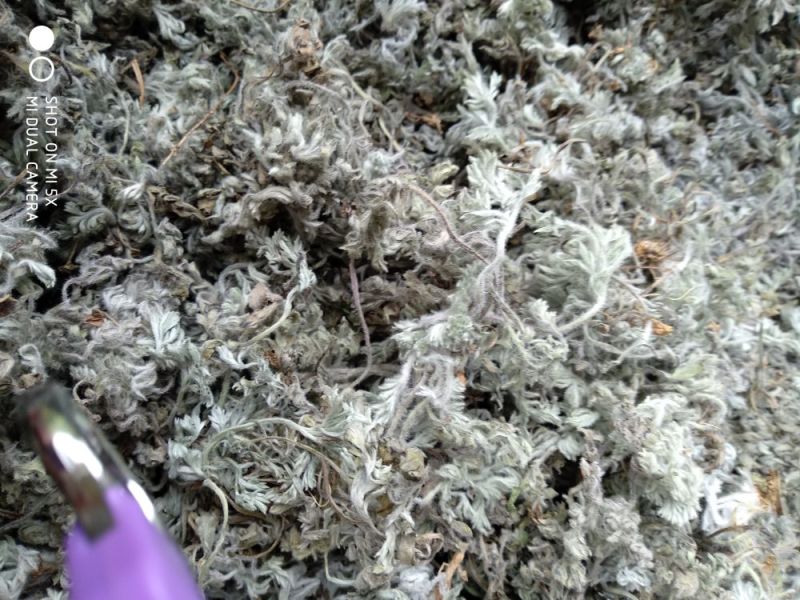 茵陈茶野生二月小苗干货手选够净零售批发一手货源