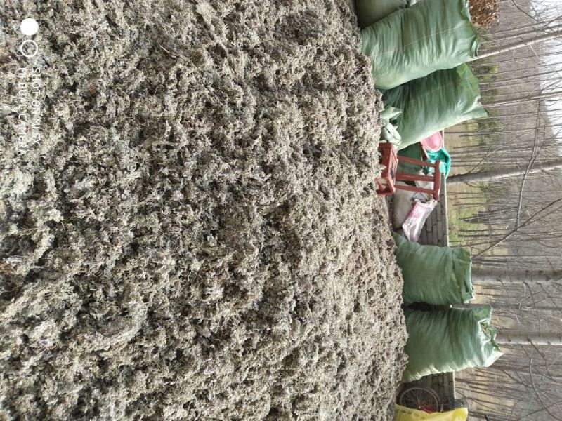 茵陈茶野生二月小苗干货手选够净零售批发一手货源