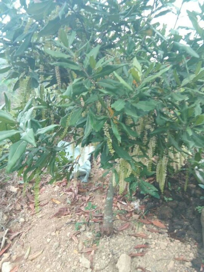 澳洲坚果苗