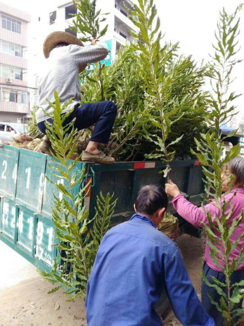 澳洲坚果苗