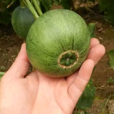 河北精品绿宝甜瓜，各种甜瓜，大量有货，产地一手货源！