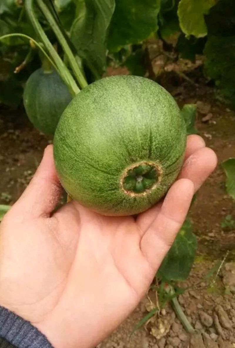 河北精品绿宝甜瓜，各种甜瓜，大量有货，产地一手货源！