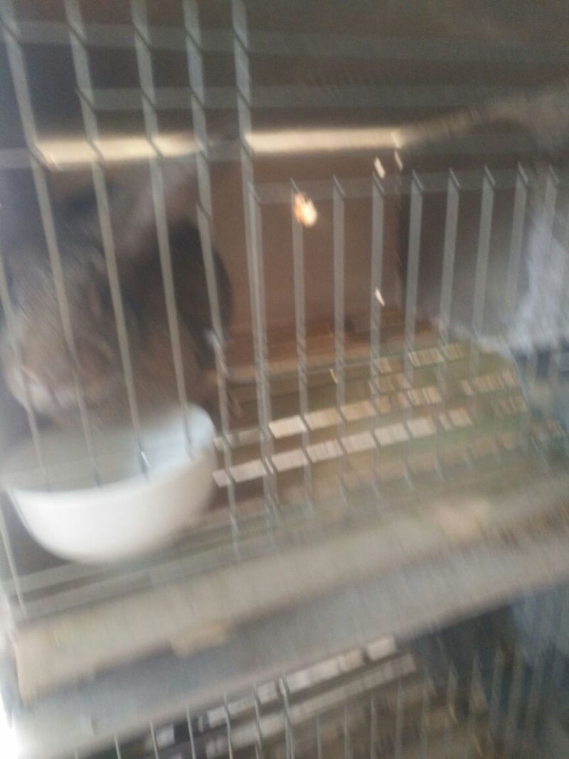 肉兔现售中比利时新西兰伊拉兔线上交易安全有保障