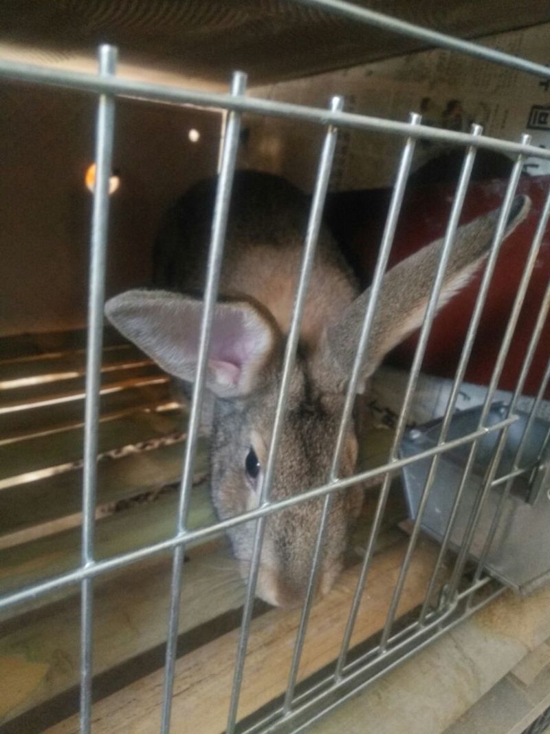 肉兔现售中比利时新西兰伊拉兔线上交易安全有保障