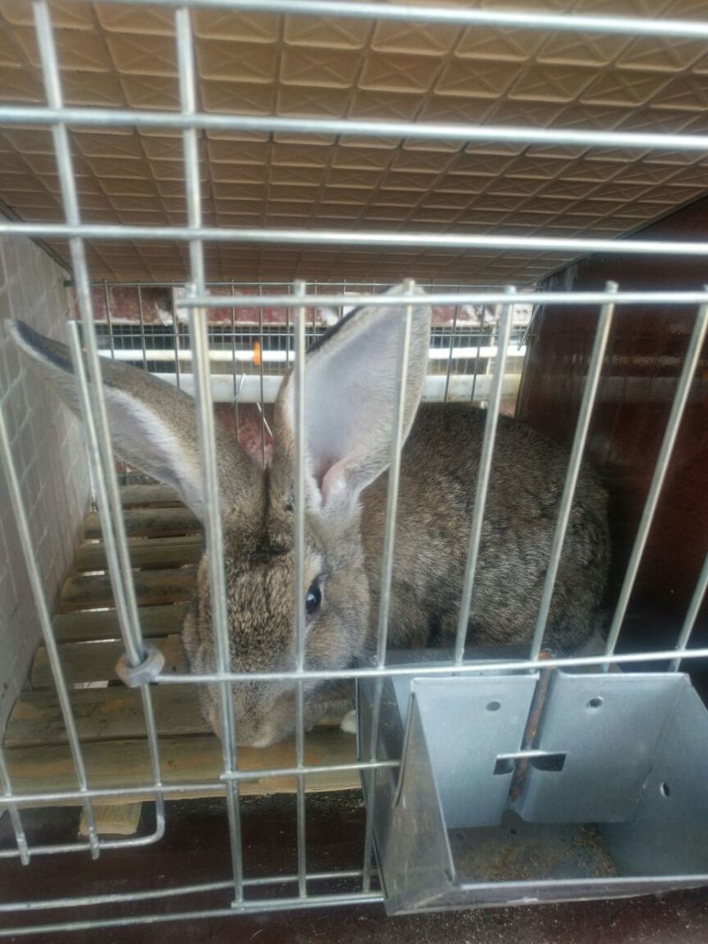 肉兔现售中比利时新西兰伊拉兔线上交易安全有保障