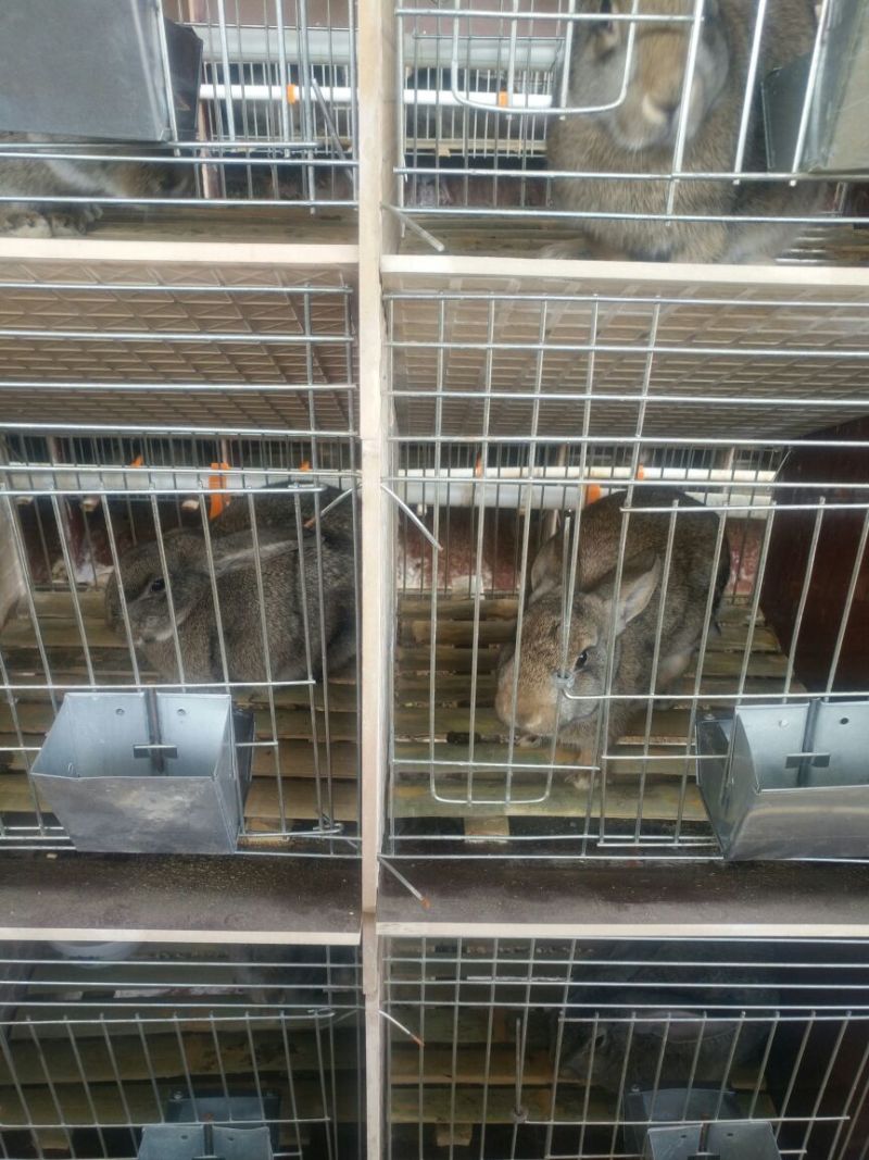 肉兔现售中比利时新西兰伊拉兔线上交易安全有保障