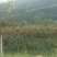 金花茶树苗30~50cm