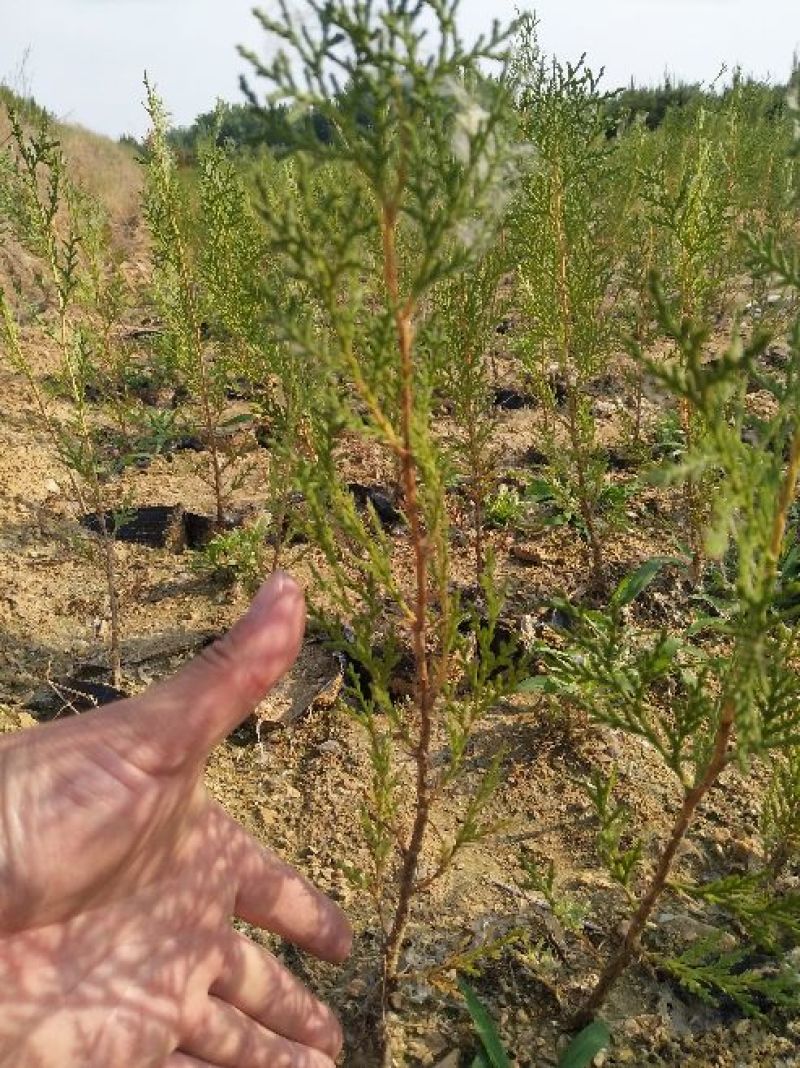 侧柏4cm以下
