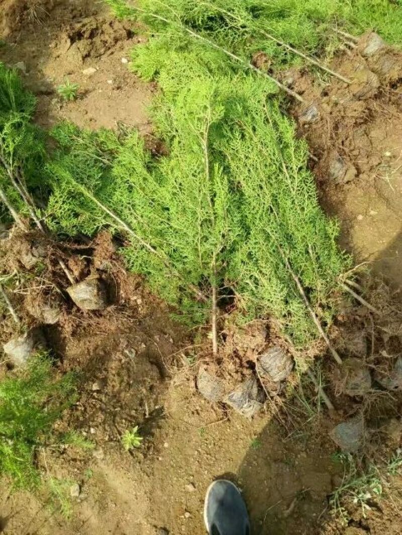 侧柏4cm以下