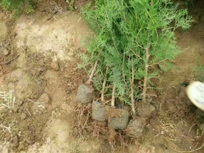 侧柏4cm以下