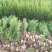 侧柏4cm以下