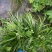 石菖蒲石菖蒲苗