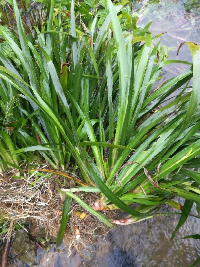 石菖蒲石菖蒲苗