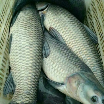 青鱼鱼苗活鱼