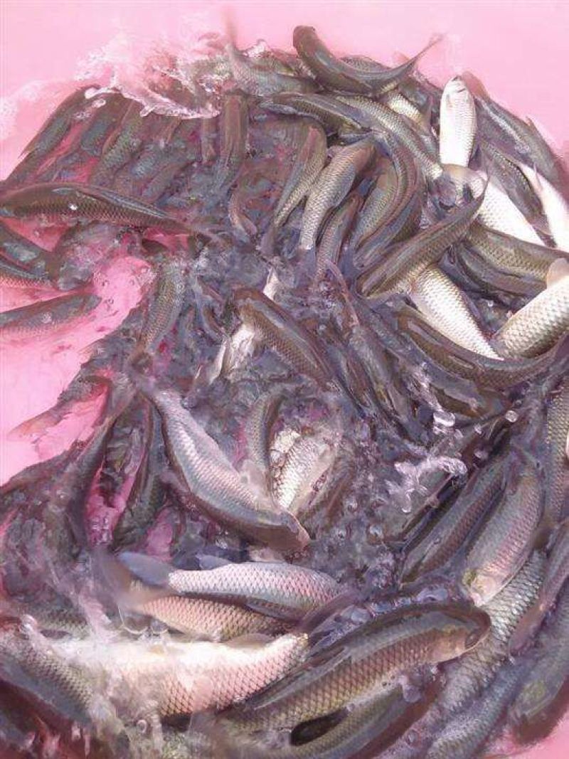 草鱼苗大量草鱼苗、四大家鱼苗出售