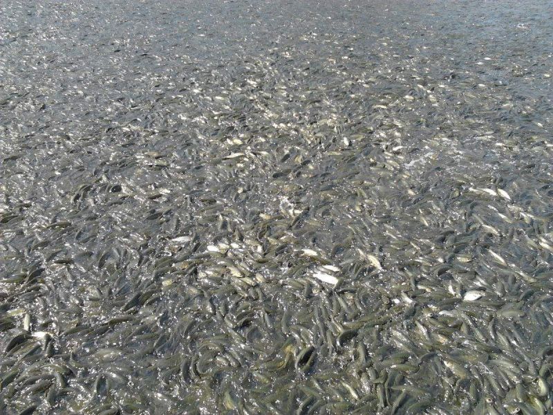 草鱼苗大量草鱼苗、四大家鱼苗出售