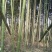 绿竹19~20m