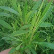 马鞭草