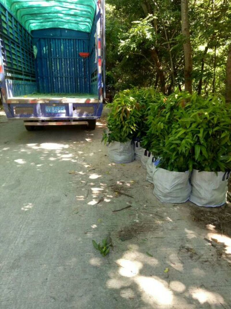 芒果苗直生杯苗量大价优