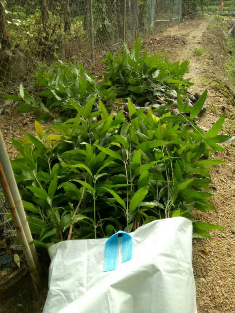 芒果苗直生杯苗量大价优