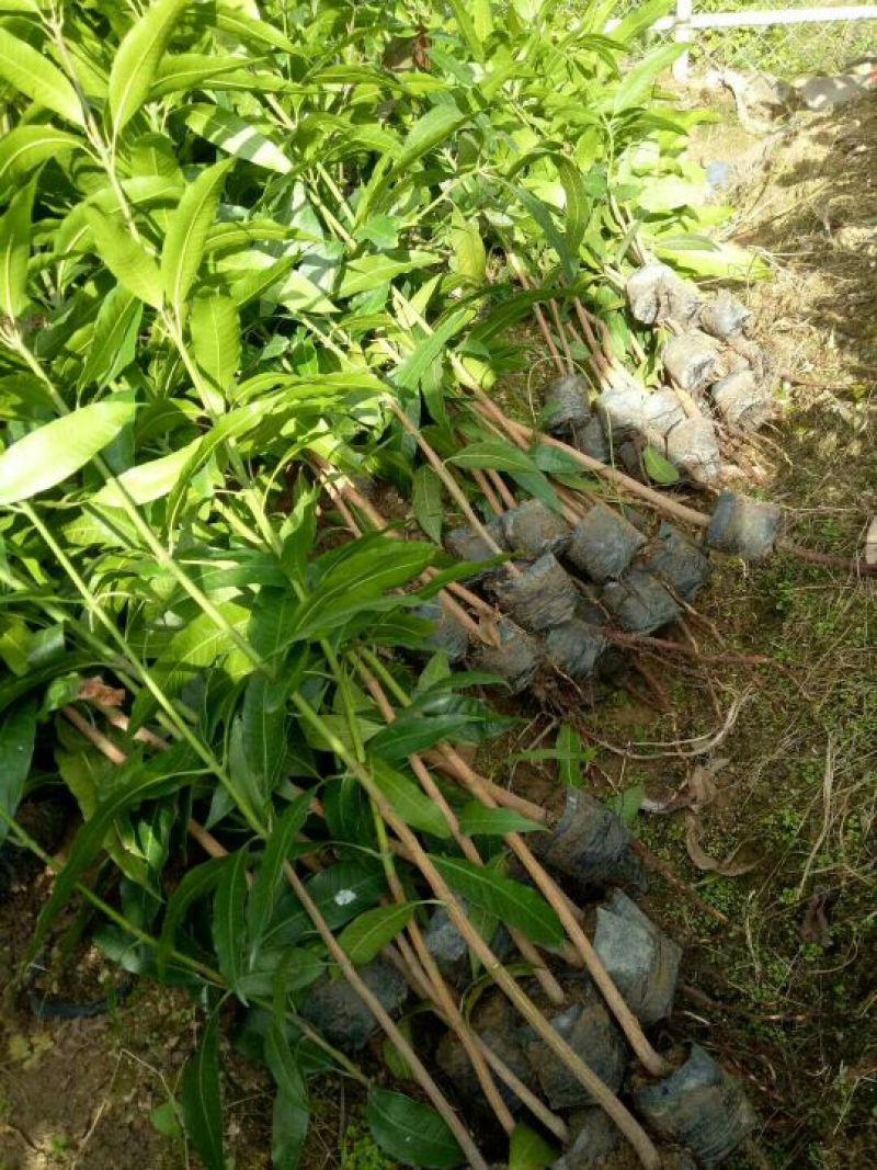 芒果苗直生杯苗量大价优