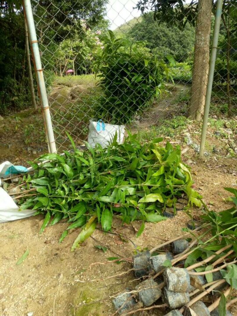 芒果苗直生杯苗量大价优