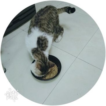 宠物猫