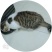 宠物猫