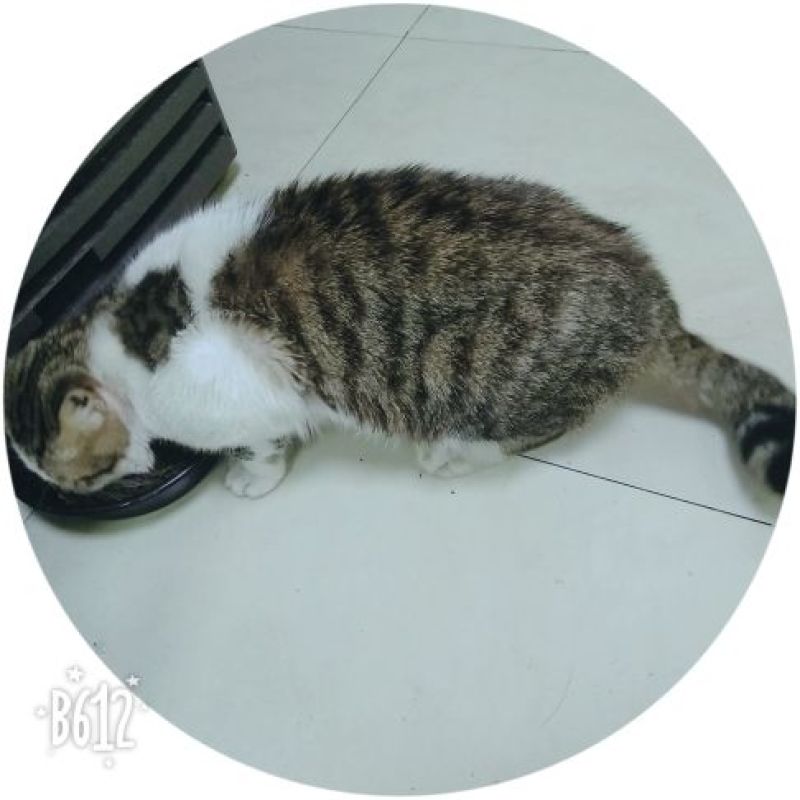 宠物猫