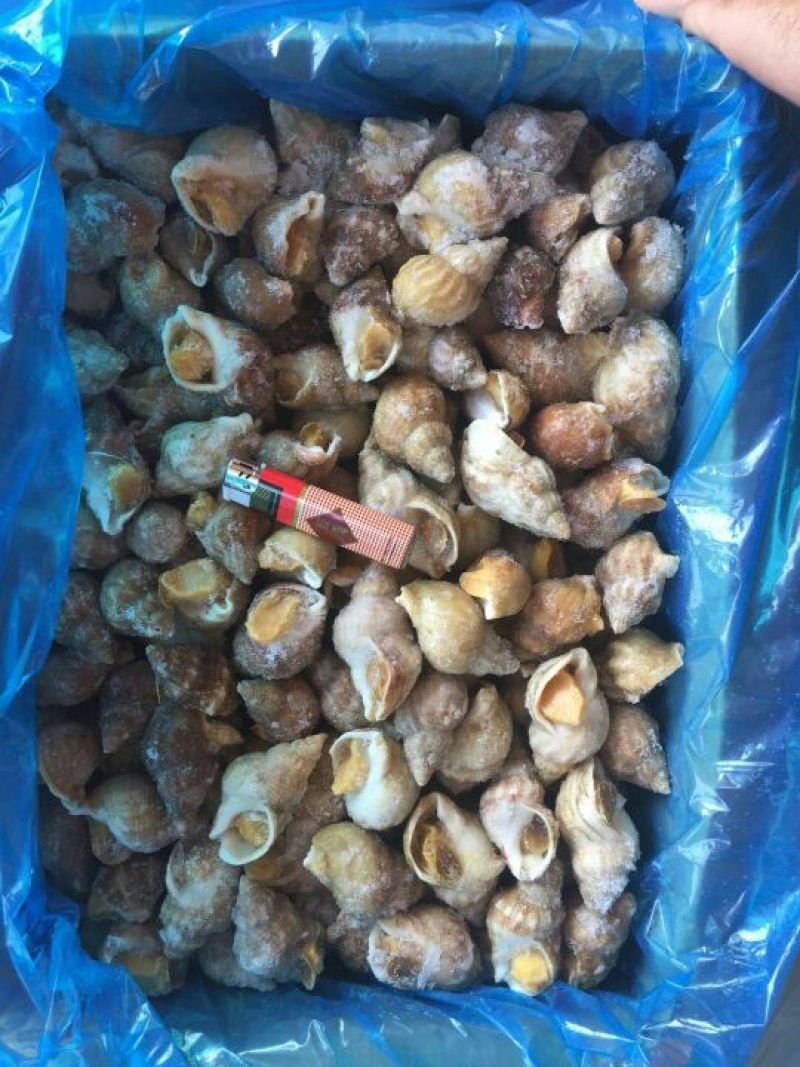 白螺食用冰冻10~30只/kg