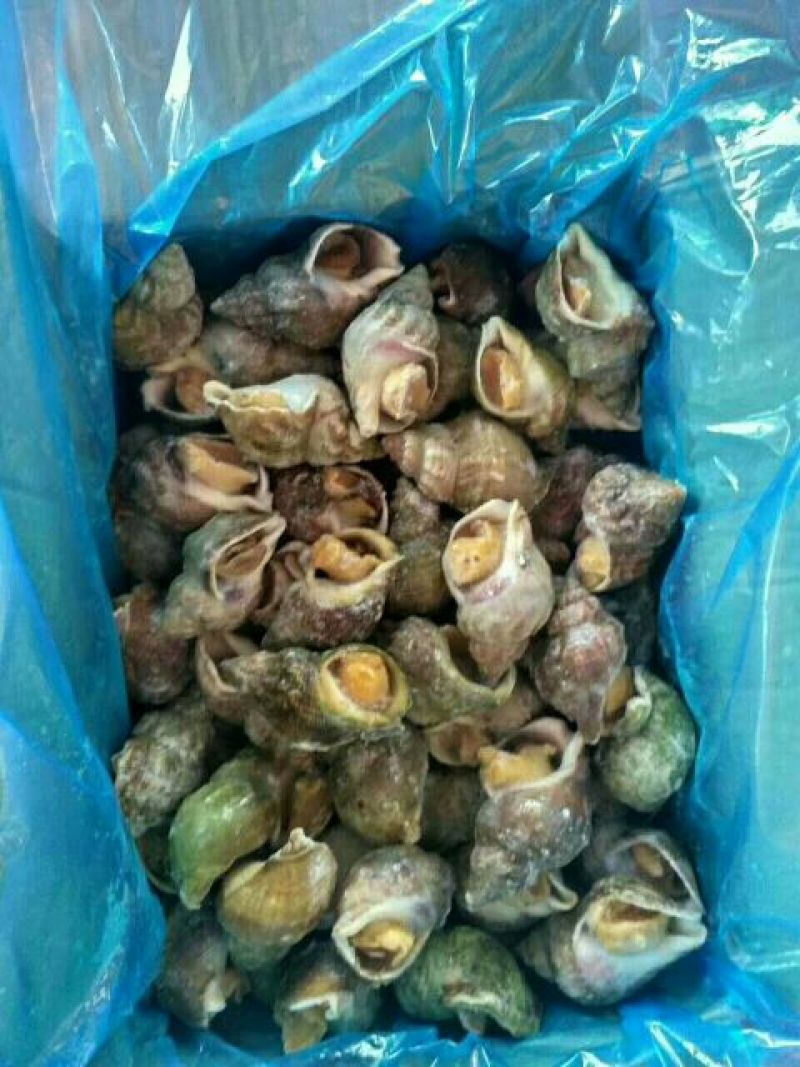 白螺食用冰冻10~30只/kg